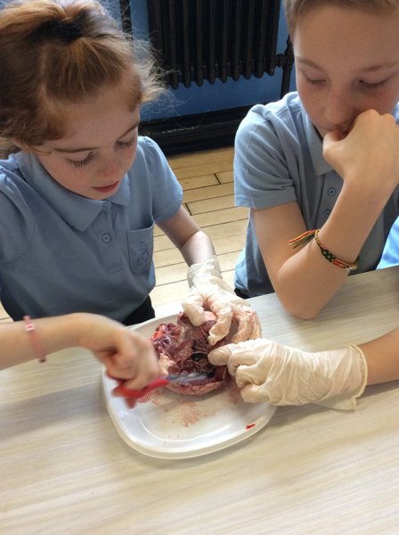 Image of Year 6 Heart Dissection